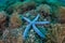 Blue Starfish on Seafloor in Indonesia