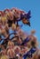 Blue starflower known as Borage officinalis