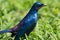 Blue starling bird