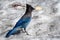 Blue Steller`s jay bird carries a water cracker in the snow.