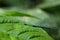 Blue stick insect, Gunung Gading National Park, Sarawak, Borneo