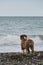 Blue stormy sea and dog. Little brown puppy Aussie stands on seashore and studies nature and world around. Socialization of puppy