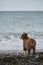 Blue stormy sea and dog. Little brown puppy Aussie stands on seashore and studies nature and world around. Socialization of puppy