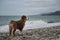Blue stormy sea and dog. Little brown puppy Aussie stands on seashore and studies nature and world around. Socialization of puppy