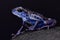 Blue strawberry dart frog, Oophaga pumilio