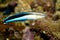 Blue Streak Cleaner Wrasse