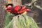 Blue-streaked lory