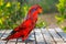 Blue-streaked lory,Beautiful red parrot,Maluku archipelago in Indonesia,Parrot training.