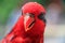 Blue-Streaked Lory bird