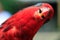 Blue-Streaked Lory bird