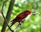 Blue-streaked Lory (Eos reticulata)