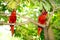 Blue-streaked Lory (Eos reticulata)