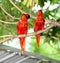 Blue-streaked Lory (Eos reticulata)