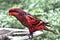 Blue Streaked Lory in the Park