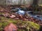 blue stream in the autumn dense forest