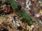 Blue Striped Sea Slug Tambja eliora in Baja California