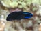 Blue stripped dottyback