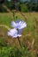 Blue succory flowers