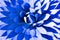 Blue succulent. Agave plant. Succulent leaves in rosettes. Echeveria. Leaf succulents cacti background