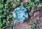 Blue succulent echeveria growing in garden. Top view, flat lay