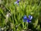 Blue summer field flower seasonal natural detail beautiful background