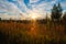 blue sunset sky, sunbeam, field. spikelets