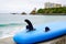 Blue surfboard laid on waterfront sea beach facing the Atlantic ocean in biarritz