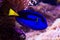 Blue Surgeonfish