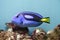 Blue surgeonfish - Paracanthurus hepatus