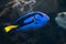 Blue surgeonfish (Paracanthurus hepatus).