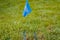 A blue surveyors stake and flag marks the spot