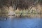 blue swamp lake with a cormorant