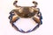 Blue Swimmer Crab