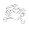 Blue swimmer crab hand drawn sketch illustrations of engraved l