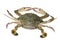 Blue Swimming Crab (female)