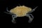 Blue Swimming Crabs,Young crab Portunus pelagicus isolated on black background