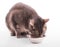 Blue tabby cat eating out of a silver bowl