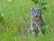 Blue tabby cat panting