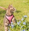 Blue tabby cat in pink harness and leash