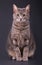 Blue tabby cat sitting against dark gray background