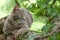 Blue tabby cat in a tree