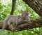Blue tabby cat on tree branch