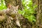 Blue tabby cat up in a tree