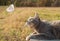 Blue tabby kitty cat watching a white butterfly