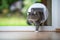 Blue tabby longhair cat entering room through cat flap in window