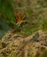 Blue tai bee eater bird in habitat