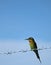 blue tail bee eater perch on barbed wire