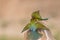 Blue tailed bee eater