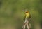 Blue Tailed bee eater with bee catch