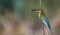 Blue Tailed bee eater with Dragonfly catch